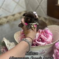 Shihtzu piccolissimi