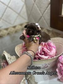 Shihtzu piccolissimi