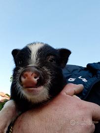 Maialini vietnsmiti disponibili