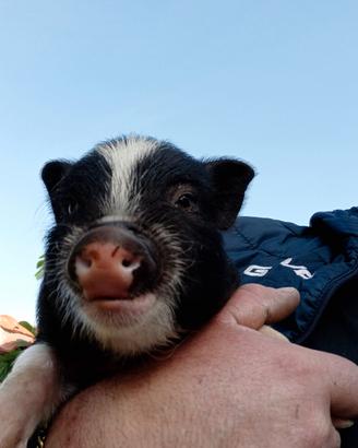 Maialini vietnsmiti disponibili