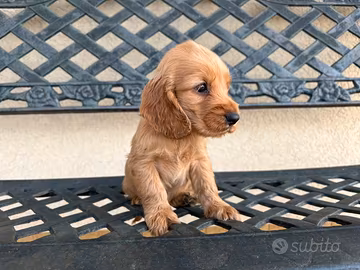Cucciola cocker spaniel