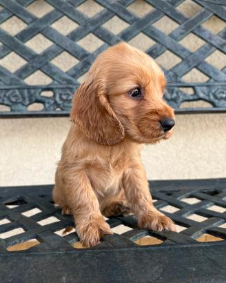 Cucciola cocker spaniel