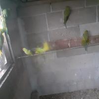 Parrocchetti dal collare