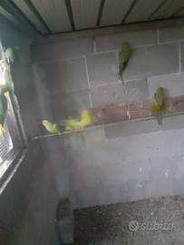 Parrocchetti dal collare