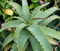 aloe  medica