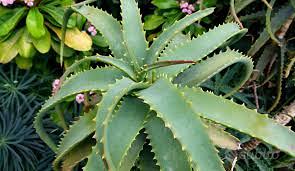 aloe  medica