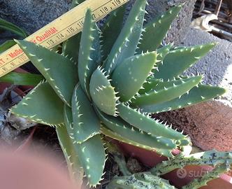 Pianta grassa sottospecie aloe