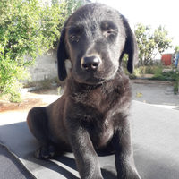 Labrador nero