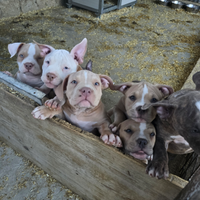 American Bully Pocket