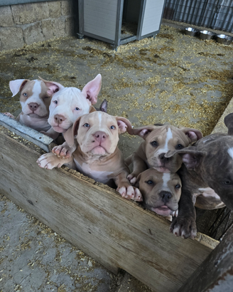 American Bully Pocket