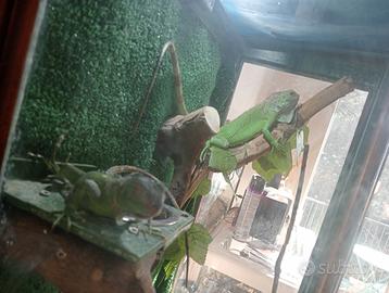 Coppia iguane verdi