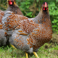 Galline ornamentali