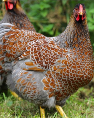 Galline ornamentali