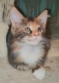 Maine Coon cucciola torty