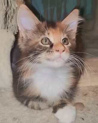 Maine Coon cucciola torty