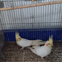 Disponibili