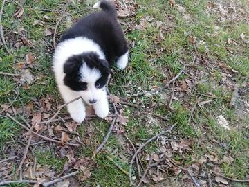 Cuccioli di border collie