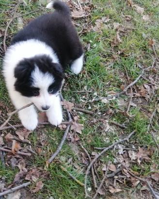 Cuccioli di border collie