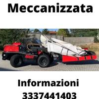 Raccolta olive