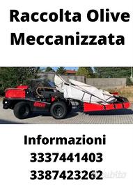 Raccolta olive