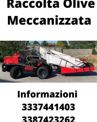 Raccolta olive