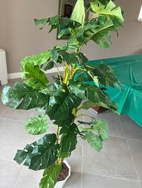 Pianta ornamentale