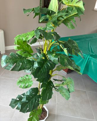 Pianta ornamentale