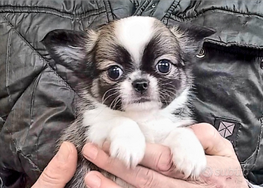 Cuccioli M&F chihuahua