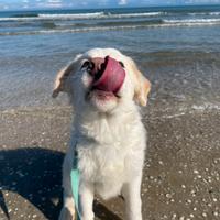 Adozione cagnolina di 6 mesi