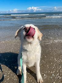 Adozione cagnolina di 6 mesi