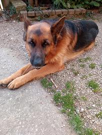 Pastore Tedesco - Maschio di 4 anni