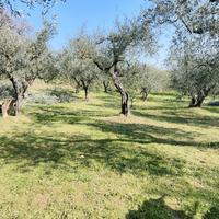 Terreno agricolo - Uliveto, Casciana terme Pisa