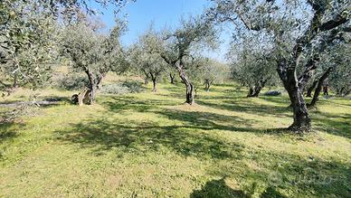 Terreno agricolo - Uliveto, Casciana terme Pisa