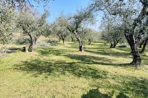Terreno produttivo-Uliveto Casciana terme Pisa