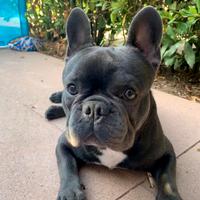 Accoppiamento cane (monta bulldog francese)