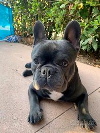 Accoppiamento cane (monta bulldog francese)