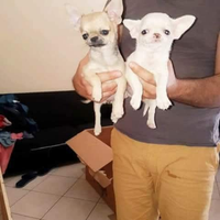 Gfdt chihuahua mini Toy con pedigree