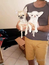 Gfdt chihuahua mini Toy con pedigree