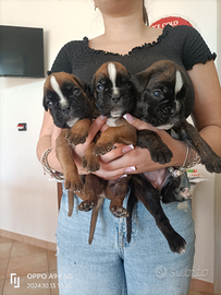 Cuccioli di boxer