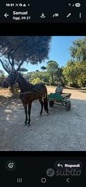 Cavallo trottatore