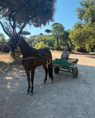 Cavallo trottatore