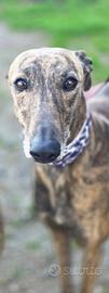 Gitana, dolce Galga di 4 anni