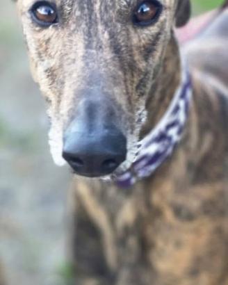 Gitana, dolce Galga di 4 anni