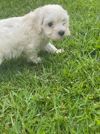 Maltese