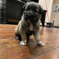 Raga lo cucciola zona castelli romani