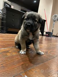 Raga lo cucciola zona castelli romani