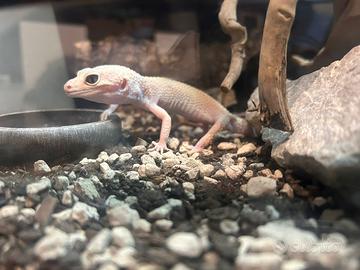 Geco Leopardino