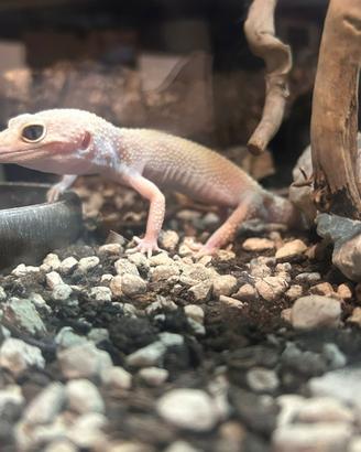 Geco Leopardino