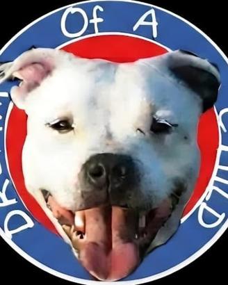 Staffordshire bull terrier