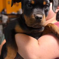 Cuccioli dí rottweiler